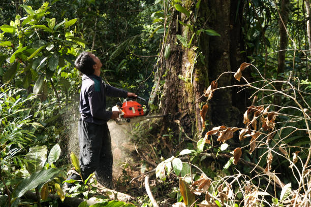 How Our Tree Care Process Works  in  Country Clu, FL