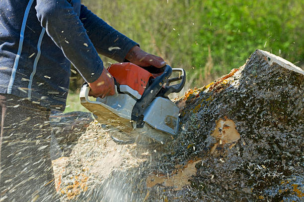 Professional Tree Services in Country Clu, FL